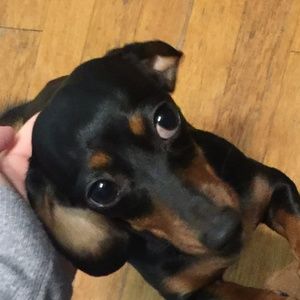 Meet your Posher, Ella